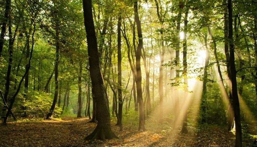 Poznukhov Yuriy / Shutterstock