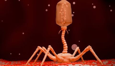 El estudio se realizó con ADN de virus bacteriófagos, es decir, que infectan bacterias. Teacherx555/Shutterstock