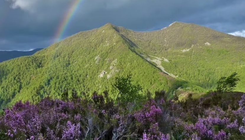 Renaturalización de brezales y bosques en el puerto del Connio, Asturias. Mario Quevedo de Anta, Author provided