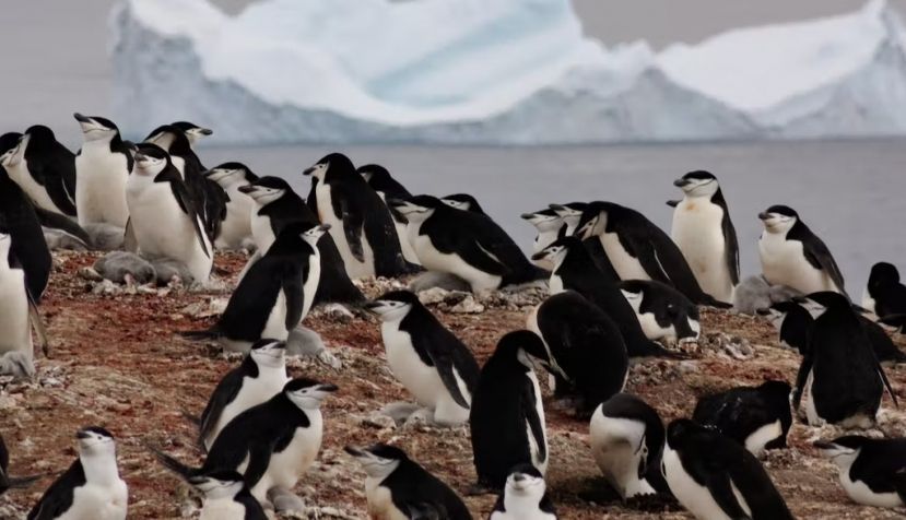 Pingüinos barbijo en la Antártida. Andrés Barbosa