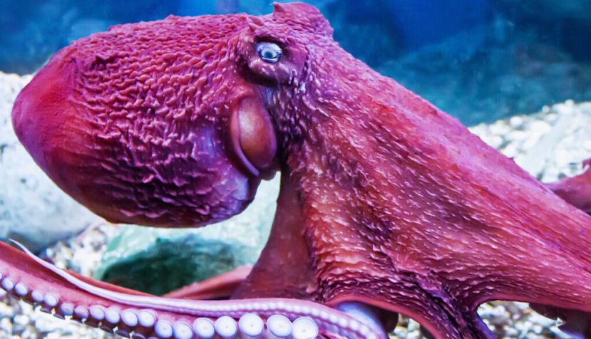 El pulpo gigante (Enteroctopus dofleini) habita en las aguas del Pacífico. Victor1153/Shutterstock