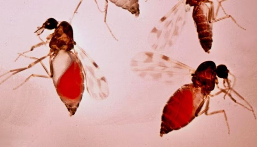 Los mosquitos del género ‘Culicoides’ transmiten patógenos como el virus de la lengua azul y el parásito causante de la malaria aviar. Alan R Walker / Wikimedia Commons, CC BY-SA