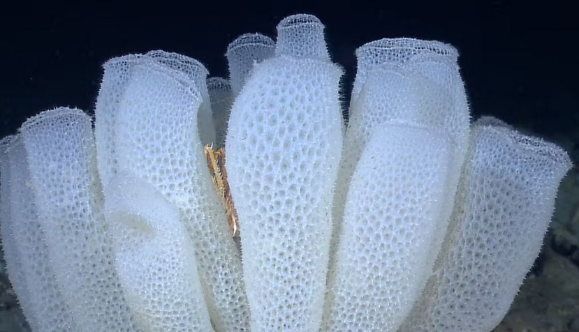 Esponja abisal Euplectella aspergillum. Wikimedia Commons / NOAA Okeanos Explorer Program, Gulf of Mexico 2012 Expedition