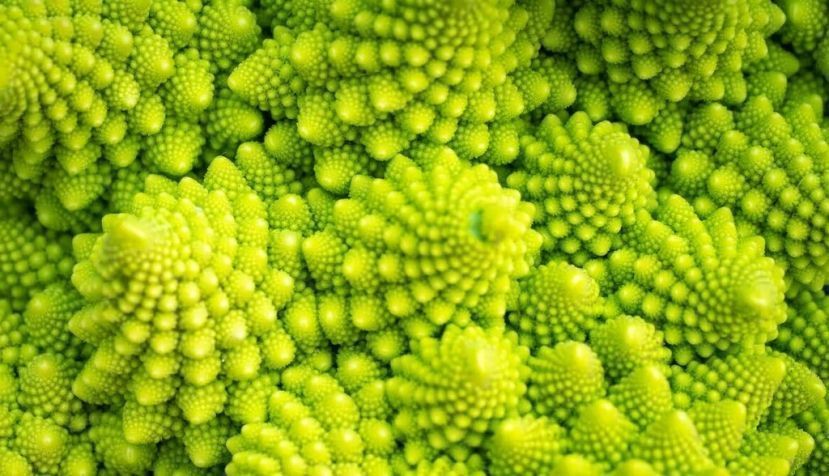 El romanesco (Brassica oleracea), una variedad verde de coliflor que presenta geometría fractal en su estructura. Shutterstock / FOTOGRIN