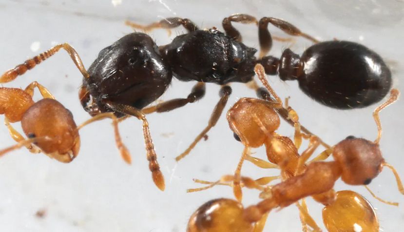 Reina de ‘Protomognathus americanus’ (color oscuro), una de las especies estudiadas, con trabajadores esclavos de otra especie. Gary D. Alpert, Universidad de Hardvard/AntWiki, CC BY-SA