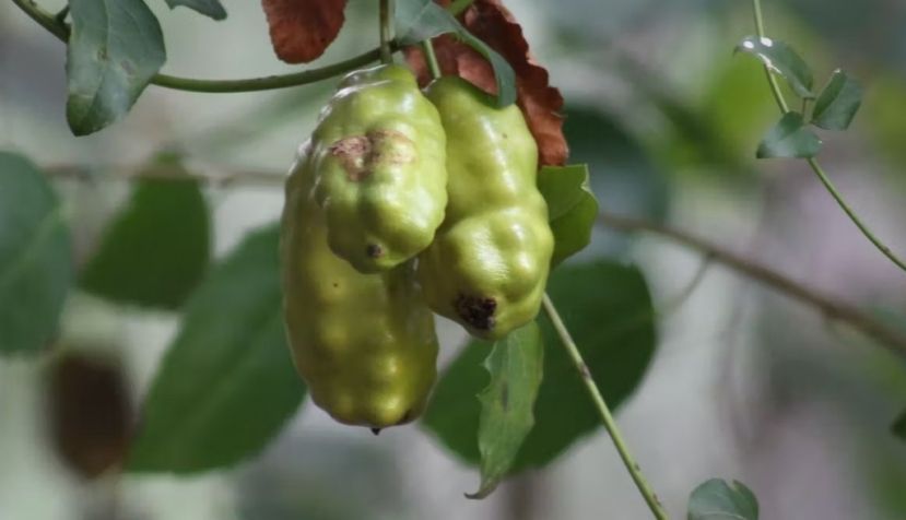 El coile, el fruto comestible de la liana Lardizabala biternata, era consumido por grandes animales de Sudamérica hoy extintos. Diego Muñoz Concha, Author provided