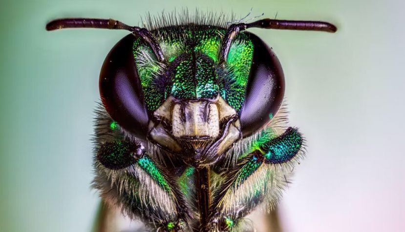Se ha descubierto que el número de abejas de las orquídeas dependientes de los bosques en Brasil ha disminuido alrededor de un 50 %. Alamy