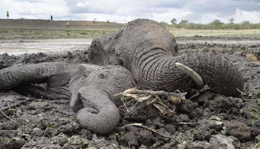  Sheldrick Wildlife Trust, Author provided (no reuse)