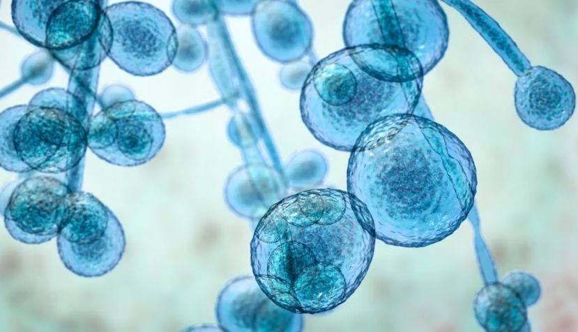 Ilustración de hongos Candida auris. Shutterstock / Kateryna Kon