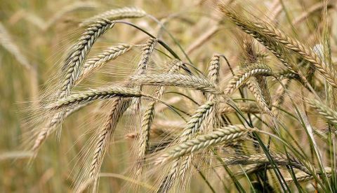 Acuerdo sobre medidas para reforzar la posición de los agricultores en la cadena de suministro alimentario