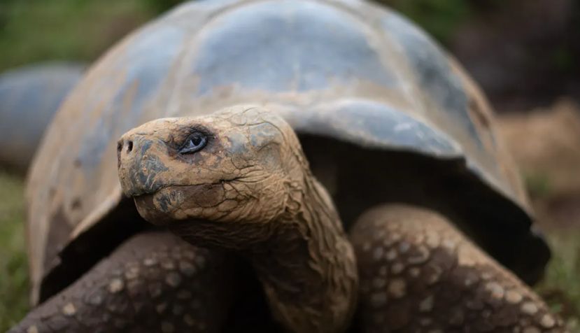 Tortuga gigante. Joshua Vela/CDF, Author provided