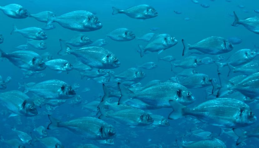 Cardumen de doradas en una piscifactoría. Adnan Buyuk/Shutterstock