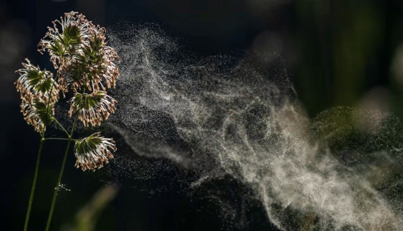Tanto en plantas herbáceas como en árboles se están observando variaciones en la producción de polen que responden a cambios en el clima. Krstrbrt / Shutterstock