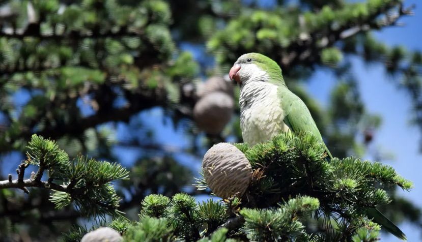 Una cotorra argentina (‘Myiopsitta monachus’) en un parque de Madrid. Dailos Hernández-Brito, Author provided