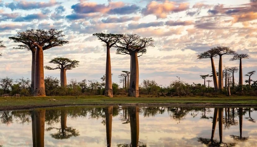 Al principio del Terciario los baobabs eran parte de la flora autóctona de la península ibérica. Shutterstock / Vaclav Sebek