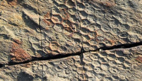 Fósil de Paleodictyon, probablyemente P. imperfectum, hallado en roca sedimentaria en Punta de San García, Campo de Gibraltar, Algeciras. Wikimedia Commons., CC BY
